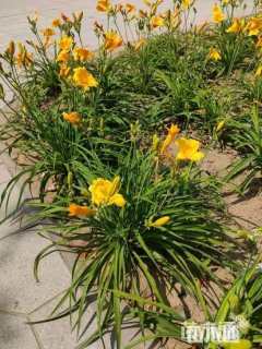 高度40厘米金娃娃萱草