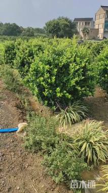 冠幅80厘米金森女贞球