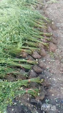 高度80厘米金钟花