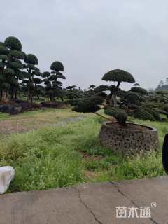 10公分造型女贞