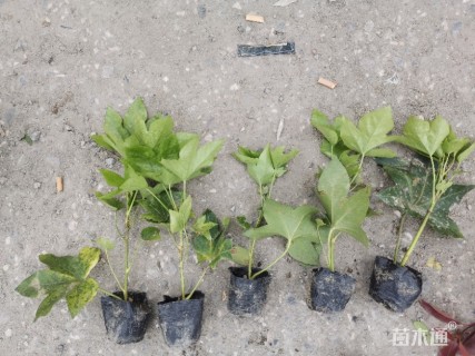 20厘米熊掌木