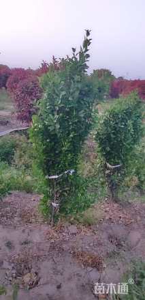 高度100厘米大叶黄杨柱