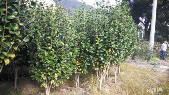 高度200厘米茶花