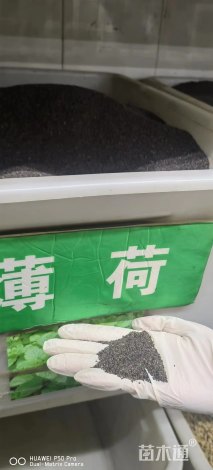 薄荷种子