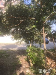 高度2500厘米小叶黄杨