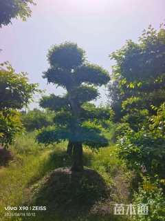 20公分造型榆树