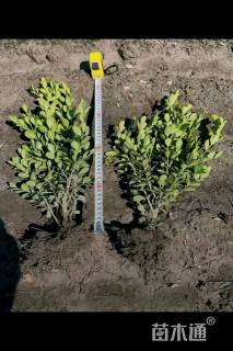 高度40厘米瓜子黄杨小苗