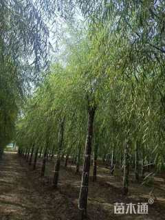 18公分柳树