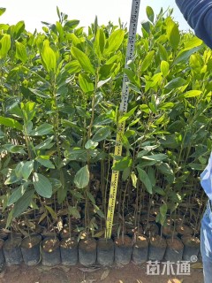 0.8公分马占相思