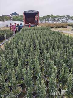 高度30厘米直立冬青