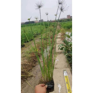 高度20厘米纸莎草