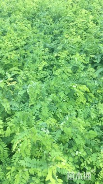 高度40厘米紫穗槐小苗