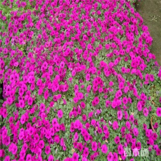 高度20厘米大花牵牛