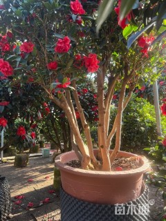 高度350厘米茶花