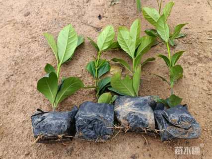 高度20厘米大叶栀子