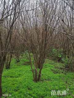 高度350厘米丛生花石榴