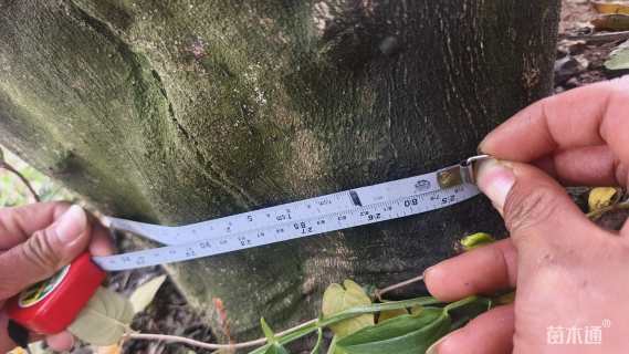 高度400厘米脐橙