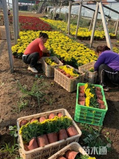 高度20厘米国庆菊