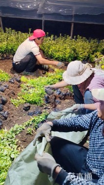 高度40厘米金冠黄杨