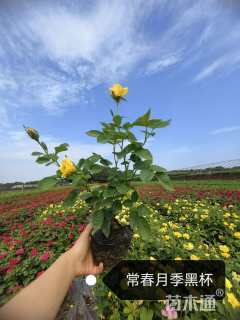 高度35厘米月季