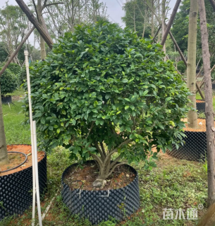 冠幅150厘米含笑球