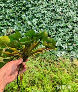 高度20厘米菱角