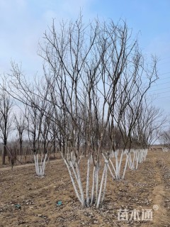 高度600厘米丛生茶条槭