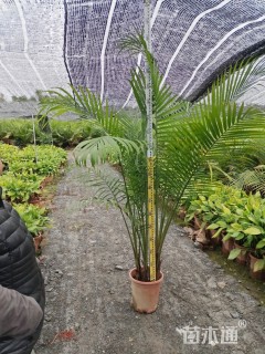 40厘米国王椰子