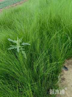 高度20厘米墨西哥羽毛草