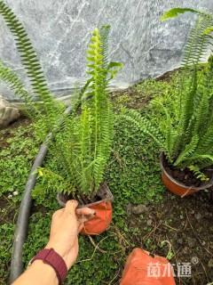 高度25厘米肾蕨