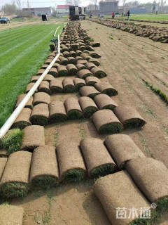 草块状四季青草坪