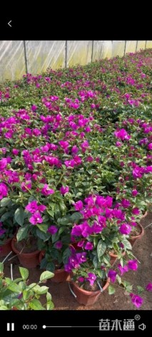 高度40厘米三角梅