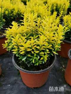 高度10厘米卫矛