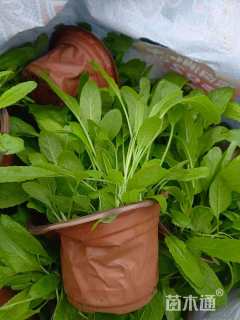 高度10厘米鼠尾草