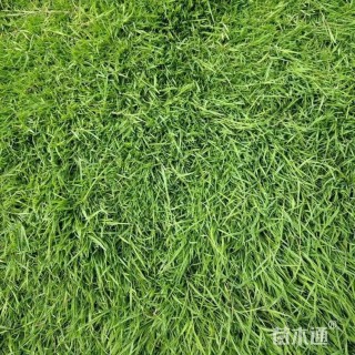 黑麦草