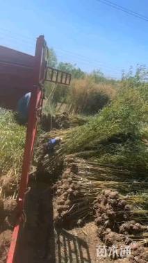 地栽苗金镶玉竹