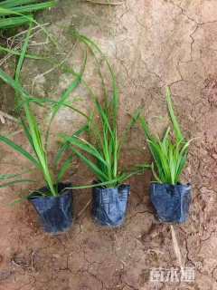 高度30厘米崂峪苔草