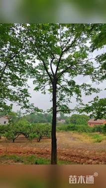 18公分朴树