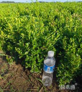 高度30厘米瓜子黄杨小苗