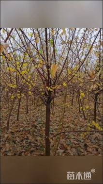 高度350厘米素馨腊梅