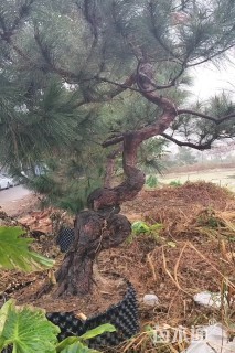 高度150厘米马尾松