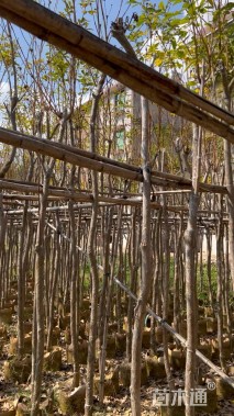 5公分黄花风铃木