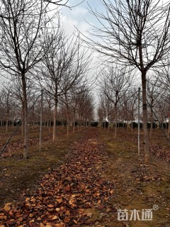 8公分江户彼岸樱