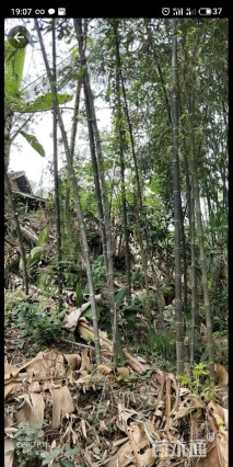 地栽苗斑竹