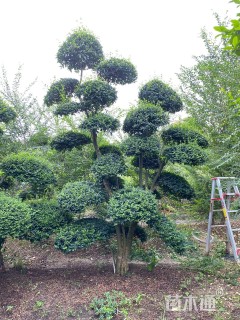 30公分造型小叶女贞