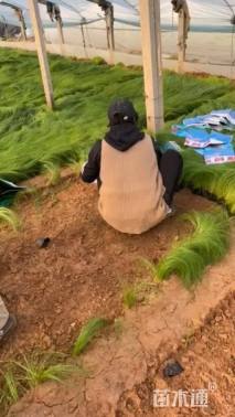 高度33厘米细茎针茅