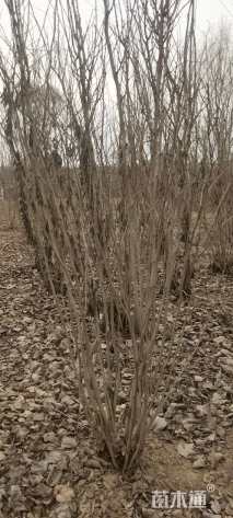 高度280厘米丛生紫荆