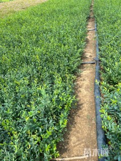 高度50厘米水蜡