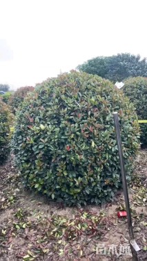 冠幅300厘米红叶石楠球