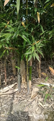 地栽苗罗汉竹